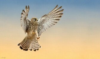 Bird Of Prey Wallpaper