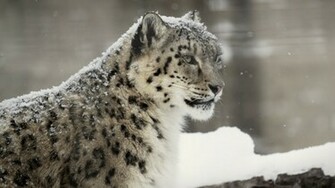 Snow Leopard Wallpaper HD Pictures One