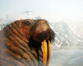 Walrus Wallpaper