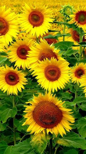 Sunflower iPhone Wallpaper Top