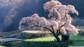 Spring Wallpaper HD Image Gallery