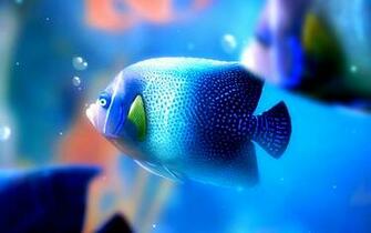 Fish Wallpaper Best