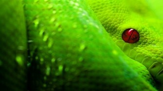 Green Boa Wallpaper Background
