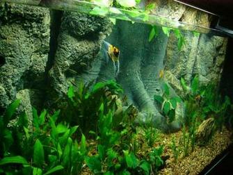 Amazon Tree 3d Aquarium Background For Fish And Reptiles