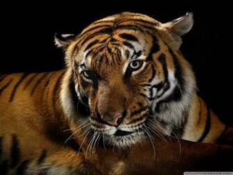 Beautiful Tiger Wallpaper