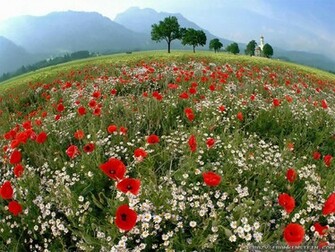 Spring Mountain Meadow Wallpaper Pixel Nature HD