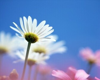 Bright White Flower Wallpaper HD