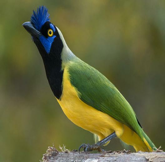 Fauna Latinoamericana El Sagrado Quetzal HD Walls Find Wallpaper