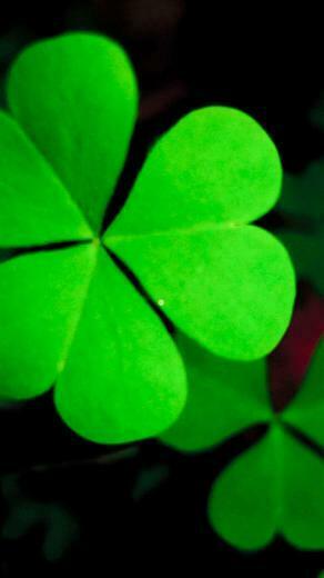 Pure Green Lucky Grass Clover Leaf Close Up iPhone