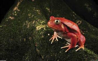 Red Frog Wallpaper Open Walls