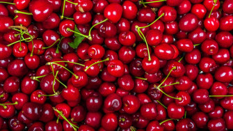 Tree Fruit Insects Usu