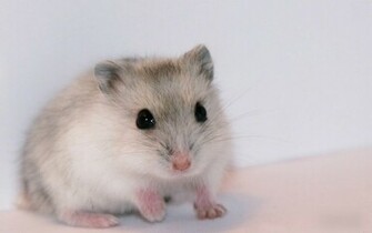 Hamsters Achtergronden Dieren HD Hamster Wallpaper Foto Jpg