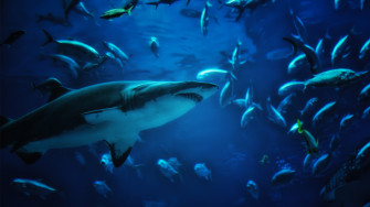 Shark Wallpaper