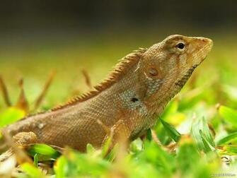Lizard Wallpaper