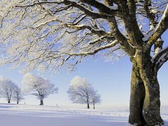Snowy Black Forest Germany Wallpaper HD Image Wallpapergeeks
