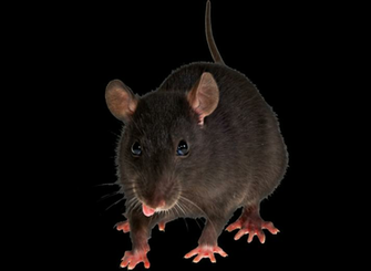 Pin Adorable Rat Pictures E1295687649562 Cute By Jessica On Picture