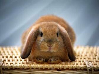 HD Wallpaper S Beautiful Baby Rabbits