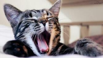 Cat Yawning Full HD 1080p Wallpaper Desktop Background