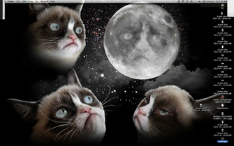 On X Tard Quotes Grumpy Cat Fancy