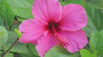 Pictures Types Of Flowers Widescreen HD Wallpaper