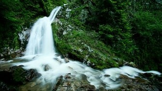 The Black Forest Wallpaper