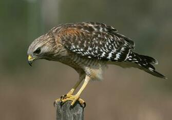 Hawk Wallpaper HD Eagle Red Shouldered