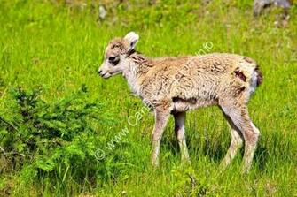 Computer Desktop Cute Baby Bighorn Sheep Lamb