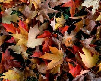 Autumn Wallpaper