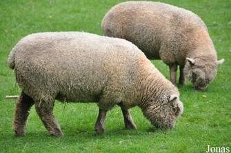 SoutHDown Sheep Desktop Wallpaper