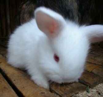 White Cute Rabbit Wallpaper iPhone With