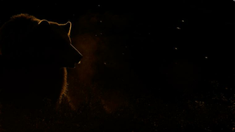 Grizzly Bear Wallpaper