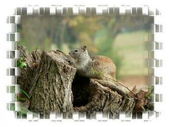 Scary Squirrel World Clip Art Wallpaper Calendar