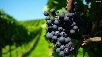 Youwall Grape Ripe Wallpaper
