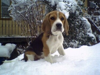Beagle Wallpaper