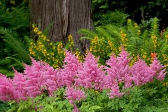 Beautiful Flower Garden Forest Cool Wallpaper Wonderful