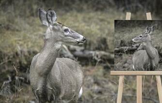 Wallpaper Nature Deer Easel Image For Desktop Section