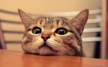 Staring Cat Wallpaper