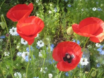 Red Poppy Wallpaper