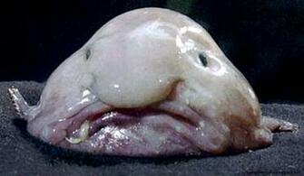 Rarest Animals In The U S A