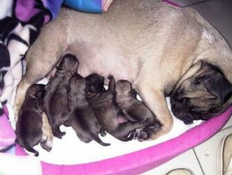 Pug Carlino Cachorros HD Wallpaper Pics All About