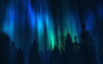Northern Lights Over Fir Trees Widescreen Wallpaper