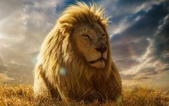 Big Lion Face HD Wallpaper For Desktop Amp Mobile