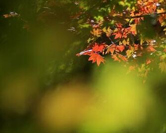 Wallpaper HD Autumn Season