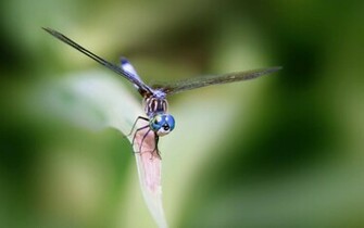 Dragonflies Wallpaper