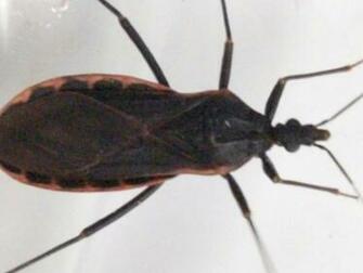 Kissing Bug Carrying Fatal Disease Ed In Illinois Cdc Says