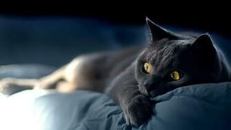 Cat On Blue Sheets Desktop Pc And Mac Wallpaper