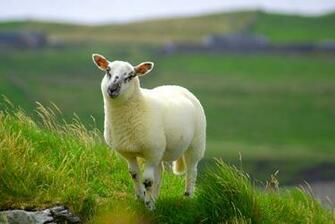 Incoming Search Terms Lamb Wallpaper Lambs