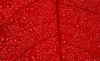 Red Color Wallpaper