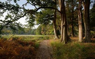 Pictures Netherlands S Graveland Nature Autumn Roads Grass