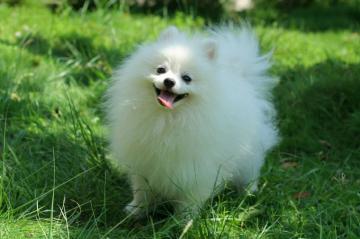 Pomeranian Puppy Wallpaper Group